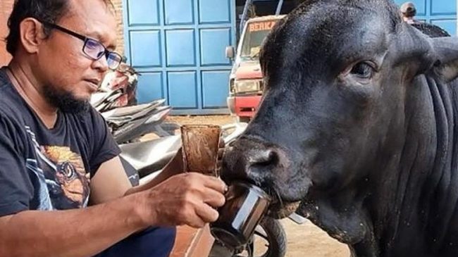 Kisah Sapi Unik di Mojokerto, Punya Hobi Minum Kopi dan Nonton TV di Pos Ronda