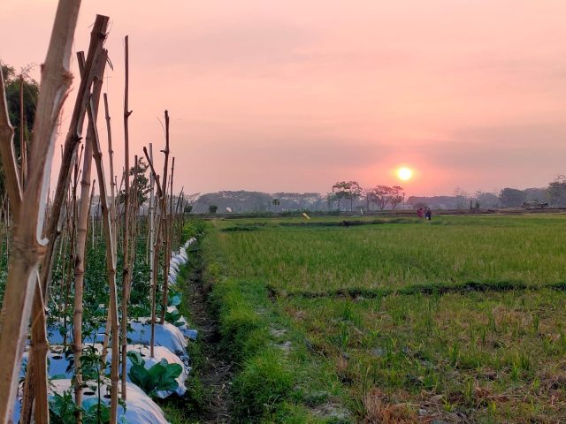 Tumpang Tindih Jabatan Disorot, Petani Wangkalkepuh Keluhkan Monopoli Pengairan dan Bantuan
