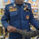 Asyik Nongkrong di Sudut Toilet, Biawak Sepanjang 1 Meter Ditangkap Petugas Damkar