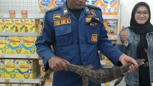 Asyik Nongkrong di Sudut Toilet, Biawak Sepanjang 1 Meter Ditangkap Petugas Damkar