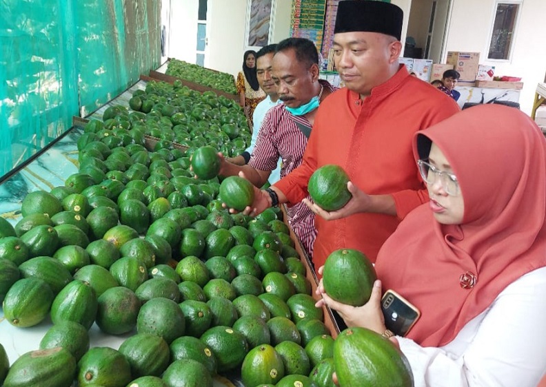 Buah alpokat yang dihasilkan dari tempat agrowisata bekas lahan banjir di Situbondo.