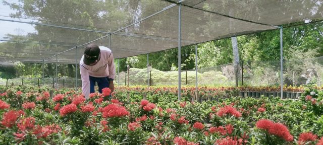 Petani di Jombang Sulap Sawah Jadi Penangkaran Bunga Asoka, Keuntungan Capai Belasan Juta